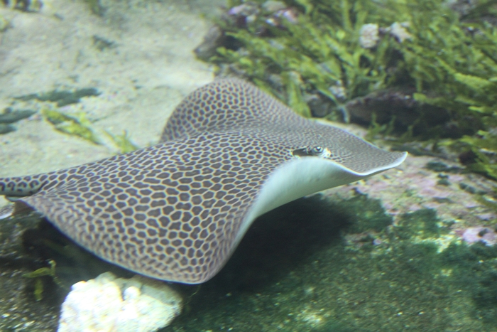 Marineland - Aquarium - 078